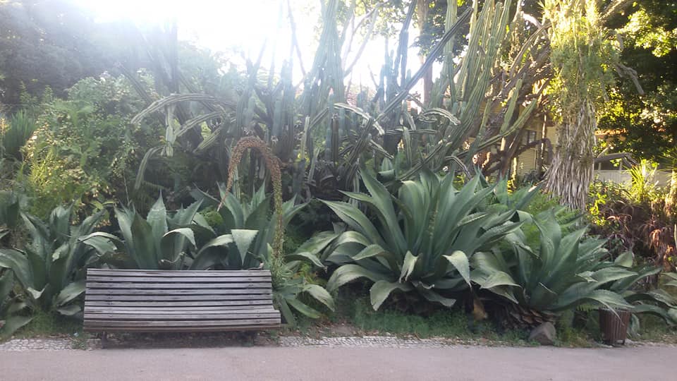 Jardim da Estrela